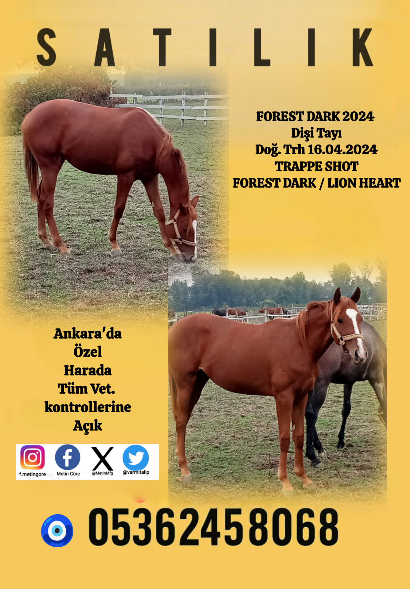 1 BUÇUK YŞ.TRAPPE SHOT - FOREST DARK 2024 DİŞİ TAYI KISRAK BABASI LION HEART